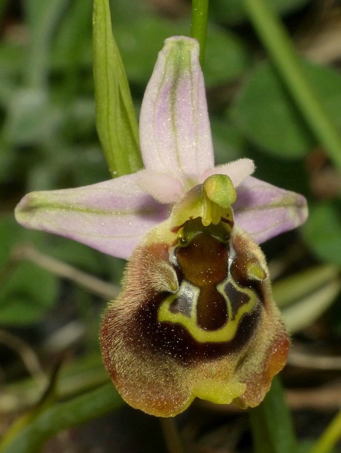 Ophrys cretica, Ophrys episcopalis  Creta aprile 2016